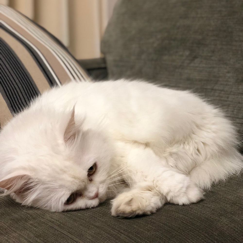 Meet your Posher, Hanh